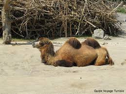 The hump stores up to 80 pounds of fat, which a camel can break down into water and energy when sustenance is not available. Camel Ride In Ksar Ghilane Guide De Voyage En Tunisie