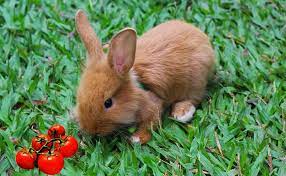 Learn about the easy way to keep rabbits away from tomato plants with. Can Rabbits Eat Tomatoes And Be Safe What About Baby Bunnies
