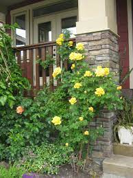 And I Love This One Climbing Yellow Rose Bush We Have These In Our Front Yard They Are Beautiful Rose Bush Front Yard Garden Front Yard