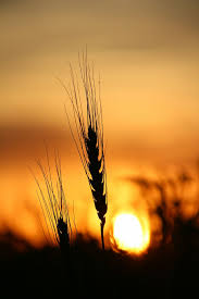 Your wheat plantation stock images are ready. Wheat Sunset Field Nature Summer Sun Farm Yellow Rural Agriculture Pxfuel