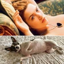 Me: replaces sheets every 4 days because we sleep with 4 dogs in our bed  Lilsbury Donuts: