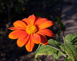 Image result for Tithonia