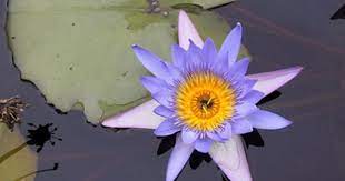 Uthpala Blue Lotus Beautiful Flowers Flowers Most Beautiful Flowers