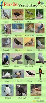 Animal Names Types Of Animals With List Pictures 7 E S L English Vocabulary Animals Name In English Vocabulary