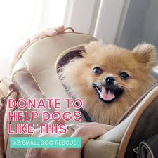 Arizona shih tzu & small breed rescue. Arizona Small Dog Rescue Azsdrescue Twitter