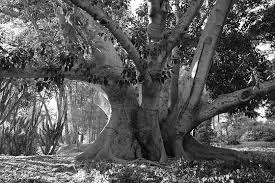 That says a lot for figs! Morton Fig Tree In Southern California Black And White Photography Forum Digital Photography Review