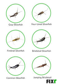 Silverfish in bedrooms silverfish enjoy moist, cool, and dark spaces. 2021 Silverfish Extermination Cost Silverfish Pest Control Cost