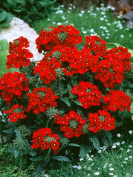 There are lots of selections of low maintenance flower bushes that you can pick from, depending on the climate you are living in, and the sort of soil readily available in your garden. 17 Low Maintenance Plants And Dwarf Shrubs Dwarf Shrubs Plants Low Maintenance Plants