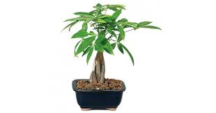 Find many great new & used options and get the best deals for money tree bonsai with ceramic pot at the best online prices at ebay! Buy Pachira Money Tree Bonsai 5 Years Old Online At Plantsguru Com