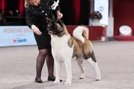 Check spelling or type a new query. Akita Dog Breed Information