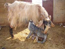 Second kid, a buckling was small but doing ok. Goat Pregnancy Birth All You Need To Know About Goat Kidding