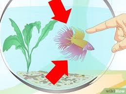 How To Care For A Betta Fish In A Vase With Pictures Wikihow Pet In 2020 Betta Fish Betta Fish Care Betta