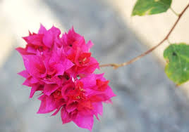 Bunga widuri atau lebih dikenal sebagai biduri (calotropis gigantea) adalah sejenis tumbuhan bunga yang cukup lumrah ditemui di negara indonesia, malaysia, thailand, filipina, india. 51 Nama Nama Bunga Beserta Gambar Dan Penjelasannya Terlengkap