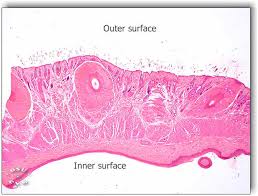 Histology Digestive Page 1 Frame