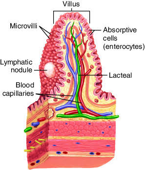 Small intestinal villus and microvilli