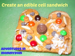 However, thanks to the internet, we were able to get some great ideas for making edible plant cell projects and it turns out, there really wasn't anything to get. 10 Awesome Ways To Make A Cell Model Weird Unsocialized Homeschoolers