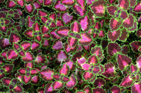 Image result for Coleus tetragonus