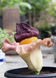 Amorphophallus Campanulatus Suweg Plants Flowers Green