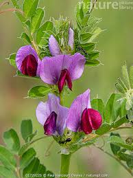 Image result for Vicia