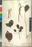 Image result for Lannea schimperi