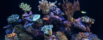 Understand why coral reefs are important to humankind with its preservation. New Aquarium Setup Guide Reef Aquarium Basics