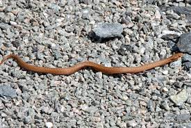 Det kan være behov for observasjon hos lege de første timene etter et huggormbitt. Huggorm