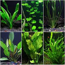 Amazon Com Discus Warm Water Aquarium Plant Bundle Pet Supplies Planted Aquarium Plants Nature Aquarium