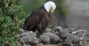 Bald Eagle Life History All About Birds Cornell Lab Of