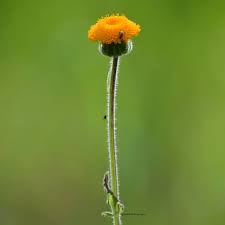 Image result for Crassocephalum montuosum