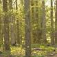 Forest Bathing Walk