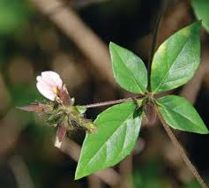 Image result for Blepharis buchneri