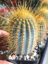 Image result for Micractis