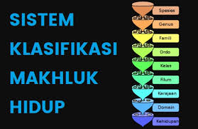 Sistem klasifikasi makhluk hidup telah dikenal sejak zaman dahulu (ancient time, bc). Sistem Klasifikasi Makhluk Hidup Aturan Tingkatan Dan Tujuan Penamaan Ilmiah Ilmupelajaran Com