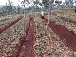 Urimi wa ngómbe cia iria#mugambowamurimi part 2. Robin Njogu On Twitter He Started With Only 3 Pineapple Stalks 20 Years And Now Has More Than 30 000 Plants Tune In Tomorrow On Mugambo Wa Murimi Https T Co Qpe1ulejtt