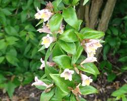 Image result for Geigeria engleriana