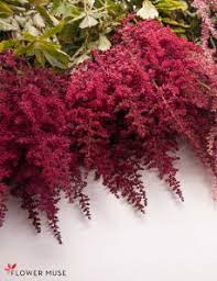 Burgundy Astilbe Burgundy Wedding Flowers Astilbe Flower Fall Flowers Garden