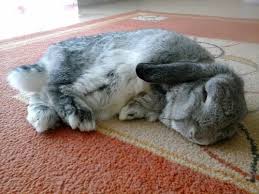 Bunspace Bunny Pictures Cute Bunny Rabbit Pictures