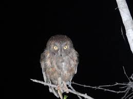 Image result for Erythroxylum platycladum