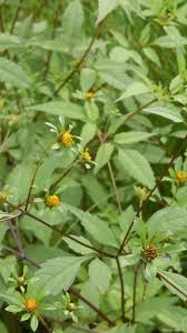 Image result for foto Dvouzubec