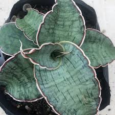 Image result for Cuviera semseii