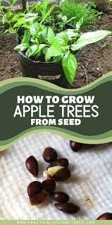 How to grow an apple tree from seed at home. How To Grow Apple Trees From Seed In 2020 Apple Tree From Seed Planting Fruit Trees Apple Tree