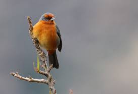 Cochabamba Mountain Finch By Tropical Birding Tours In Bolivia Cerro Tunari Animals Tropical Birds