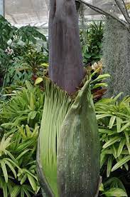 Rare Corpse Flower Expected To Bloom On Oahu
