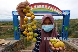 Wow… my neighbor on the east, if ramadan he/she brings ketupat (diamond shape rice cake), dates. Panen Buah Kurma Di Aceh Republika Online