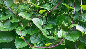 And then, as with the greens, a few varieties stand out as having unusual heat tolerance for their class. Enjoy Tender Greens In Summer Heat With Climbing Spinach Carolina Country