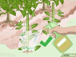 Feb 13, 2021 · most gardeners use mulch to smother bindweed in their gardens. How To Get Rid Of Bindweed 9 Steps With Pictures Wikihow