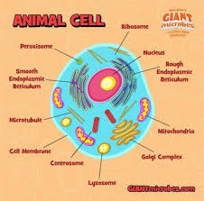 Animal cells are eukaryotic in nature, possessing a nucleus and organelles that carry out the different functions the cell must do to thrive and reproduce. Draw The Typical Animal Cell And Lable It S Parts Brainly In