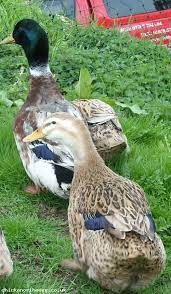 93 Duck Duck Moose Ideas Duck Pet Birds Animals