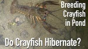Most crayfish live short lives, usually less than two years. Feeding Crayfish Crawfish In My Pond Youtube
