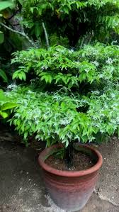 Image result for Rothmannia longiflora